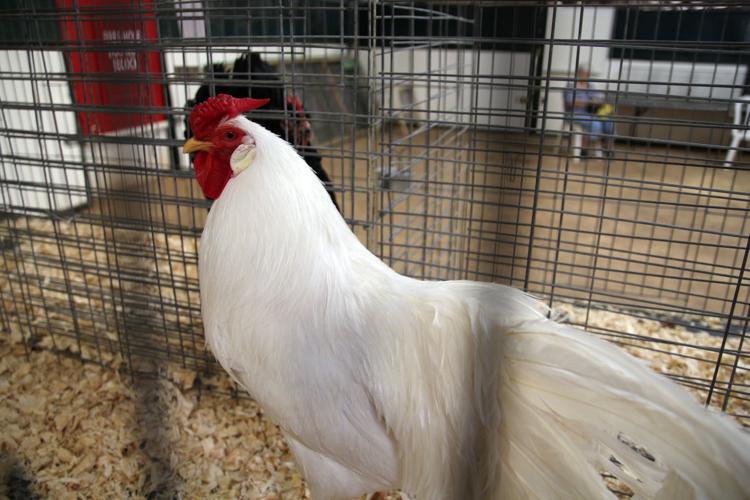 Pima County Fair's poultry show