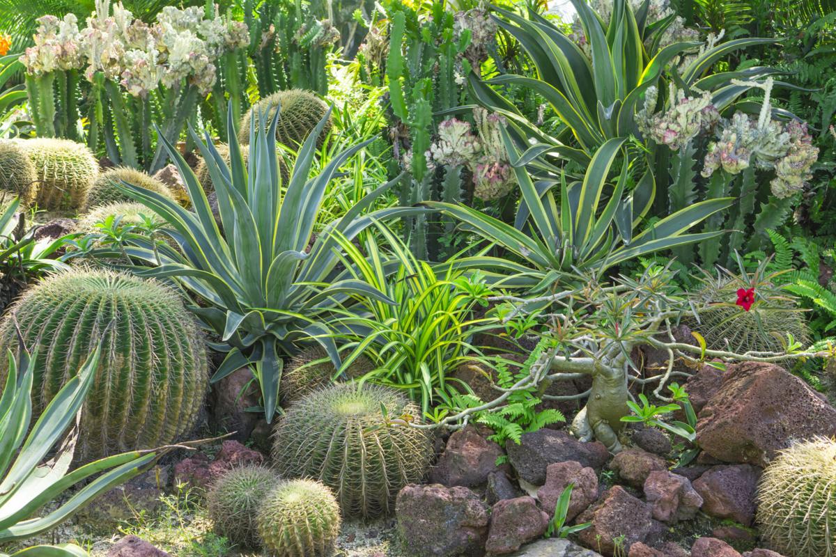 Lush cactus garden