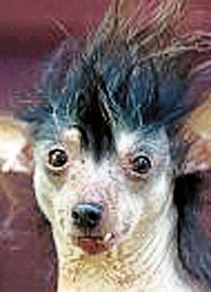 ugly japanese chin dog