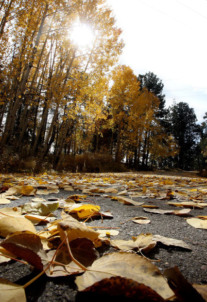 Fall foliage in Southern Arizona