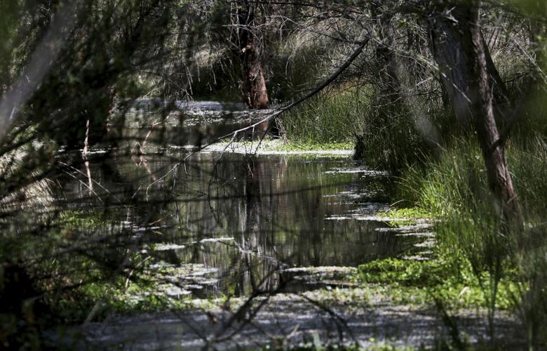 Las Cienegas National Conservation Area