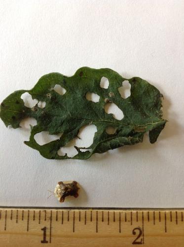 Tortoise beetles enjoy veggie leaves, but cause little harm