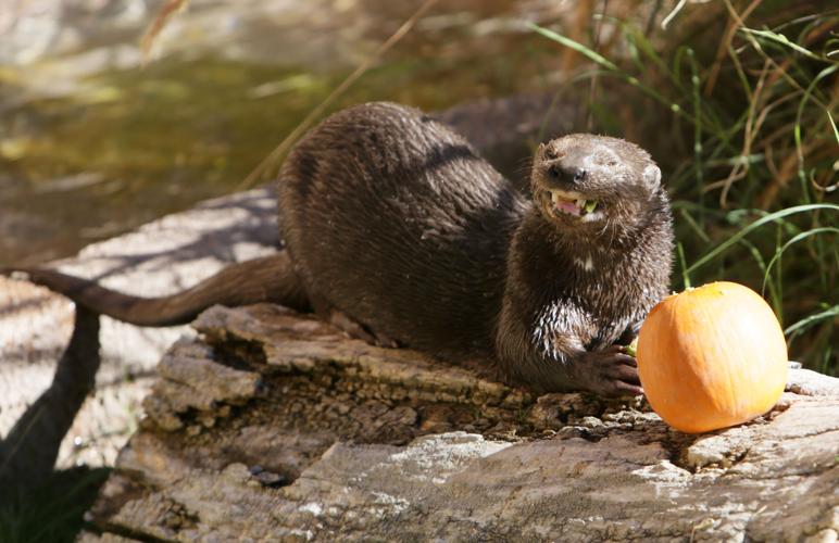 Nandi's Neighbors: Otters Pfeiffer and Hasani swim and play