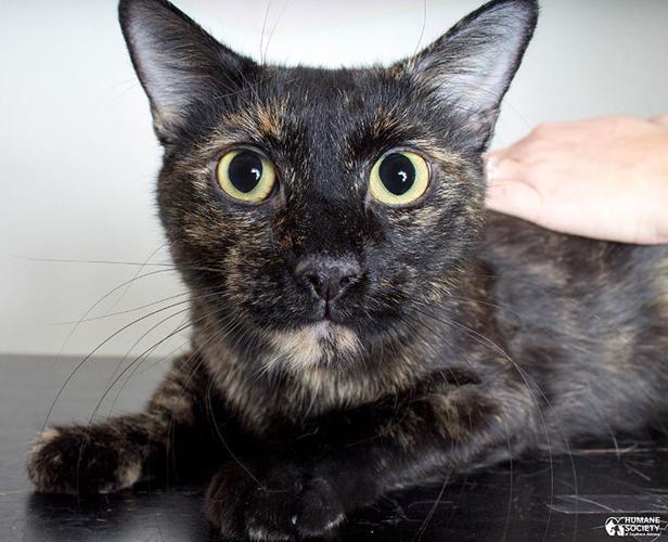 Adopt A Friend: Cleopatra