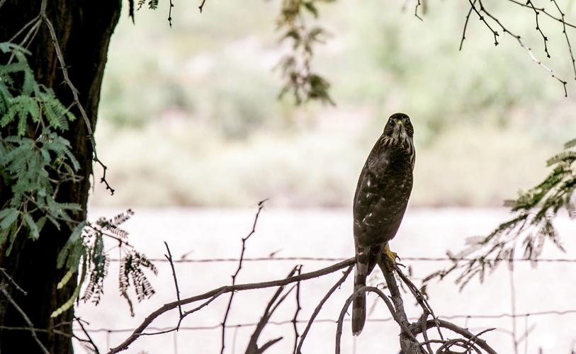 Lower Santa Cruz River