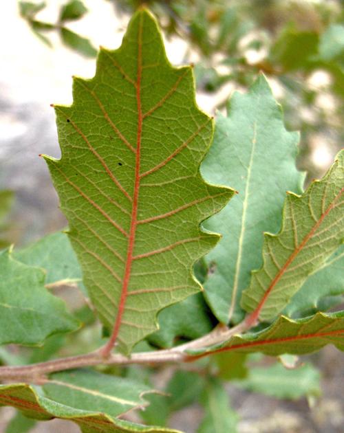 Arizona White Oak Could Be A Problem For House Tucson Com