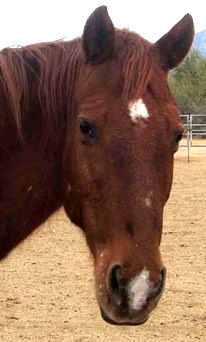 Adopt A Friend: Sela