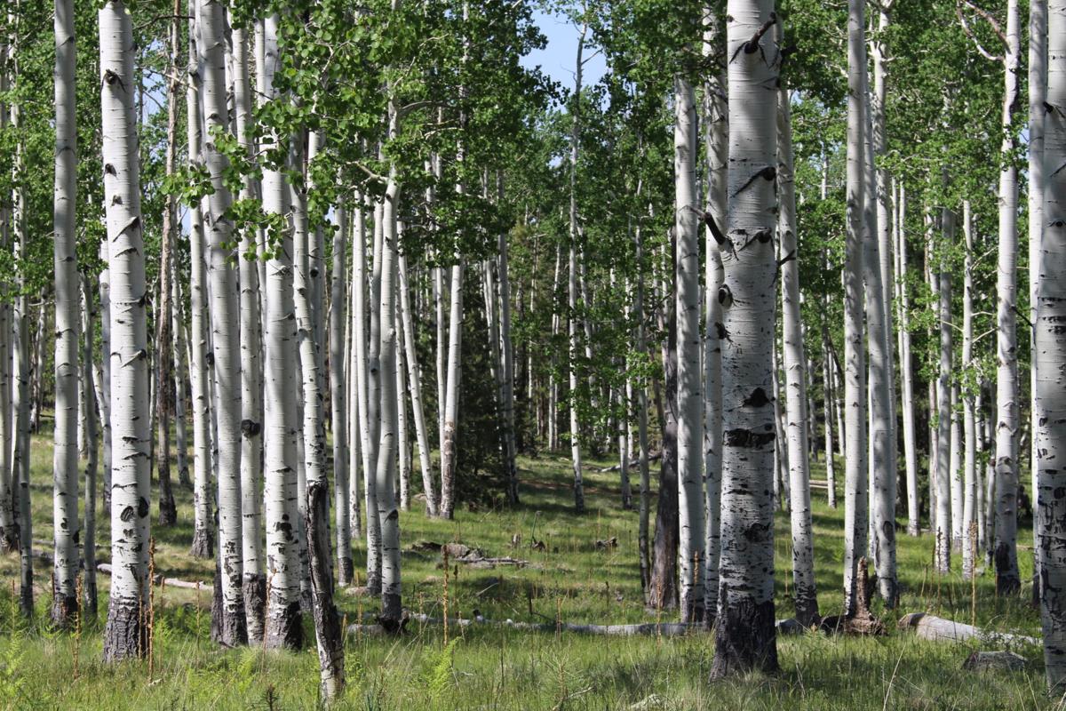 Hiking the Aspen Corner in the Flagstaff area Hiking and recreation