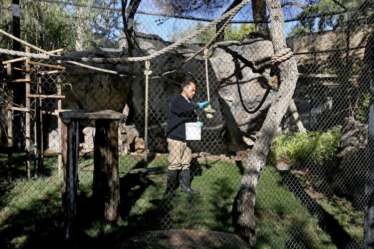 Zookeepers have a specific way to see if their lemurs are injured