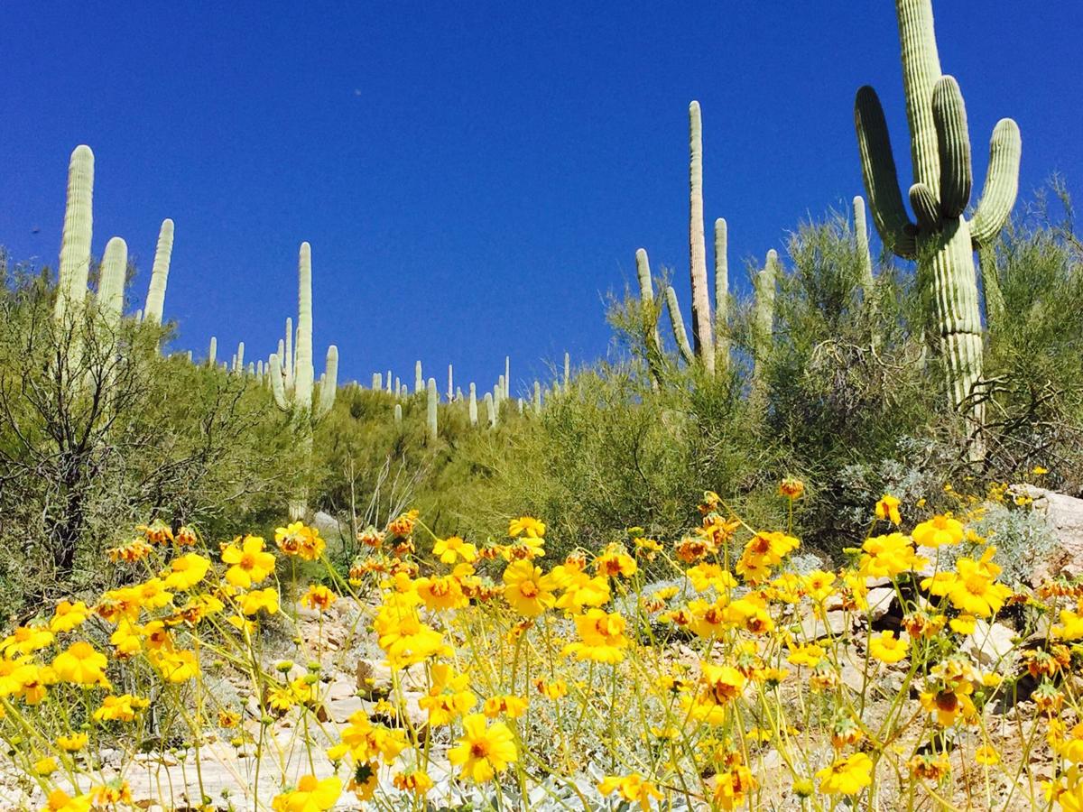 Blooms on the Soldier Trail