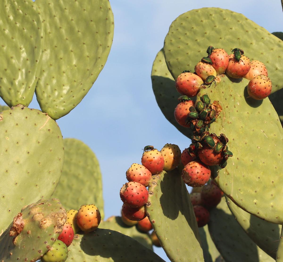 Garden Sage: fig beetles
