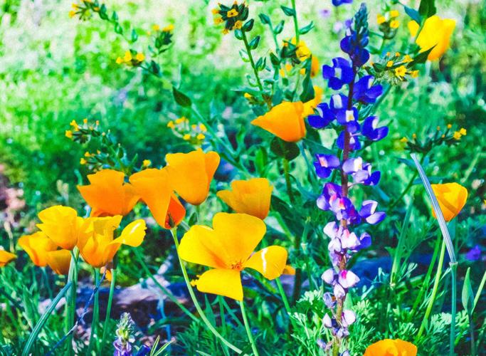 Sandy-Wells-Wildflower-Array.jpg