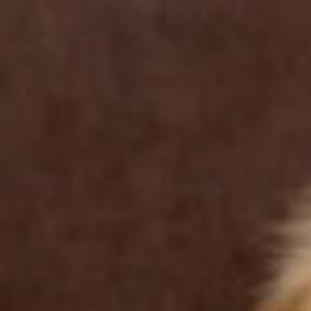 Adopt Lila The Golden Retriever Entertainment Tucson Com