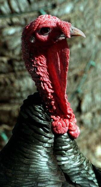 A look at Thanksgiving Days past