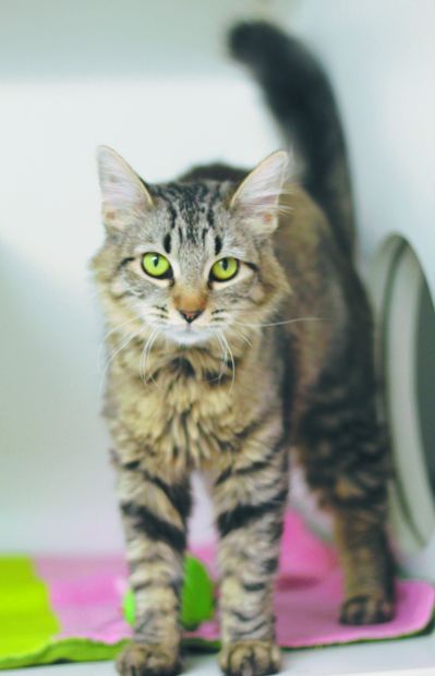 Adopt a friend
