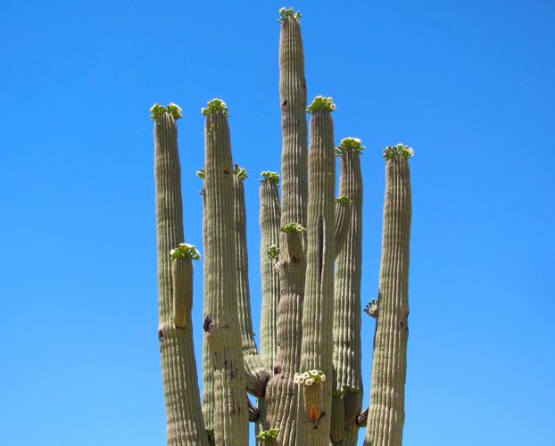 Blooming saguaro