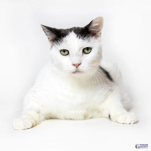 Adopt a friend: Hamlet