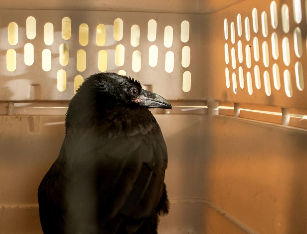 Photos: Handling the heat at Tucson Wildlife Center | Photography