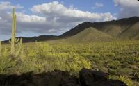 Saguaro National Park
