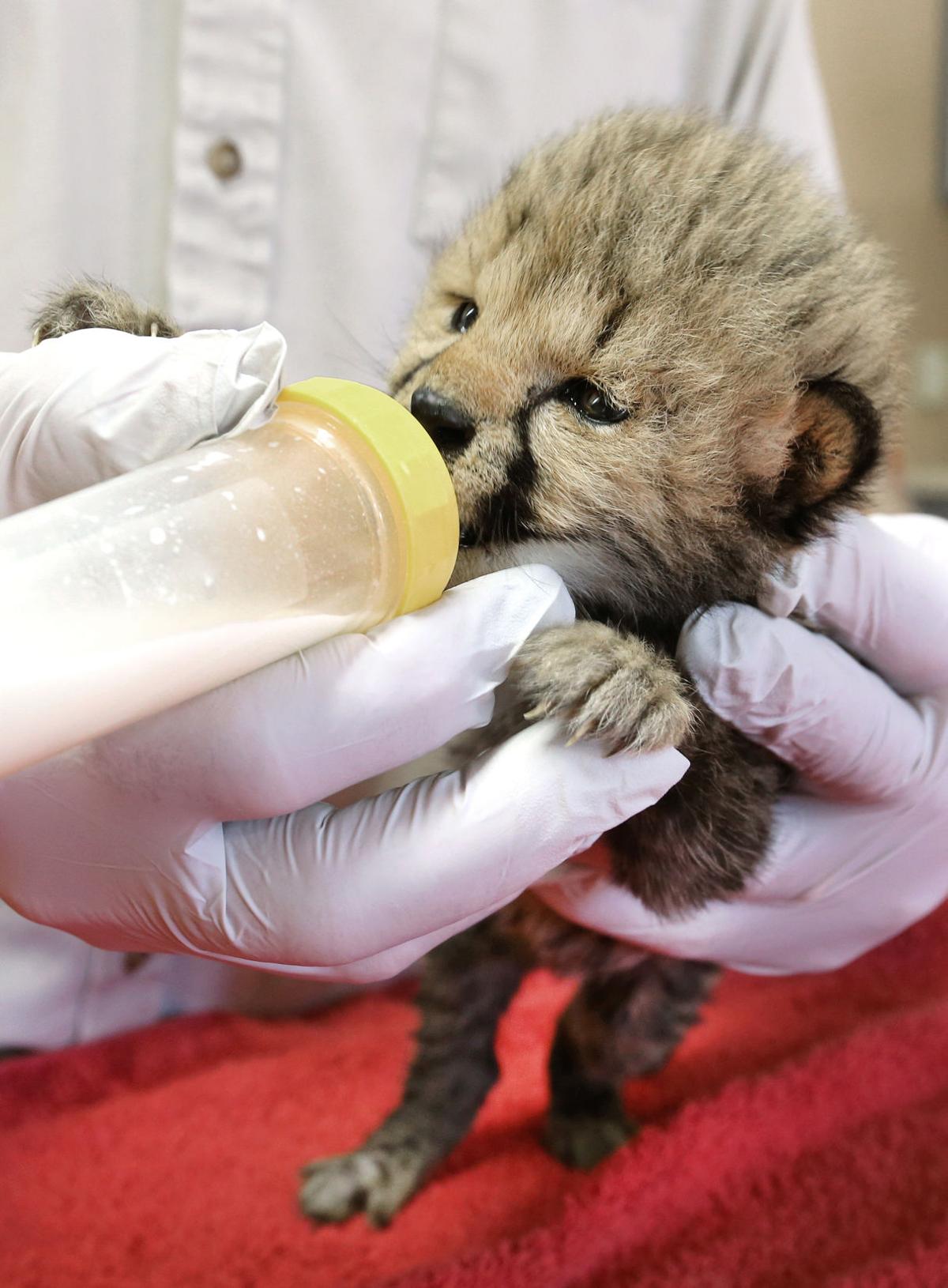 Baby zoo animals