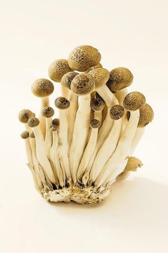 Fungus among us  