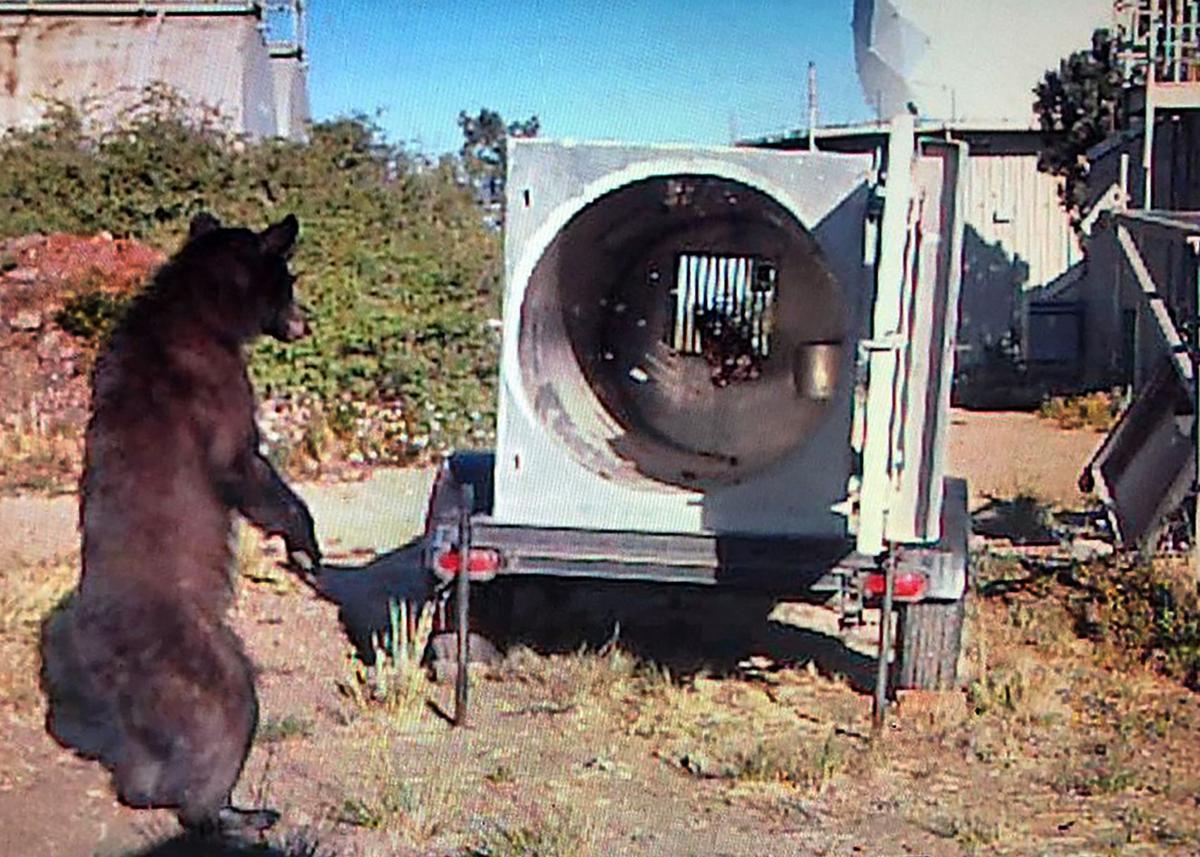 Young female bear captured on Mt. Lemmon then relocated