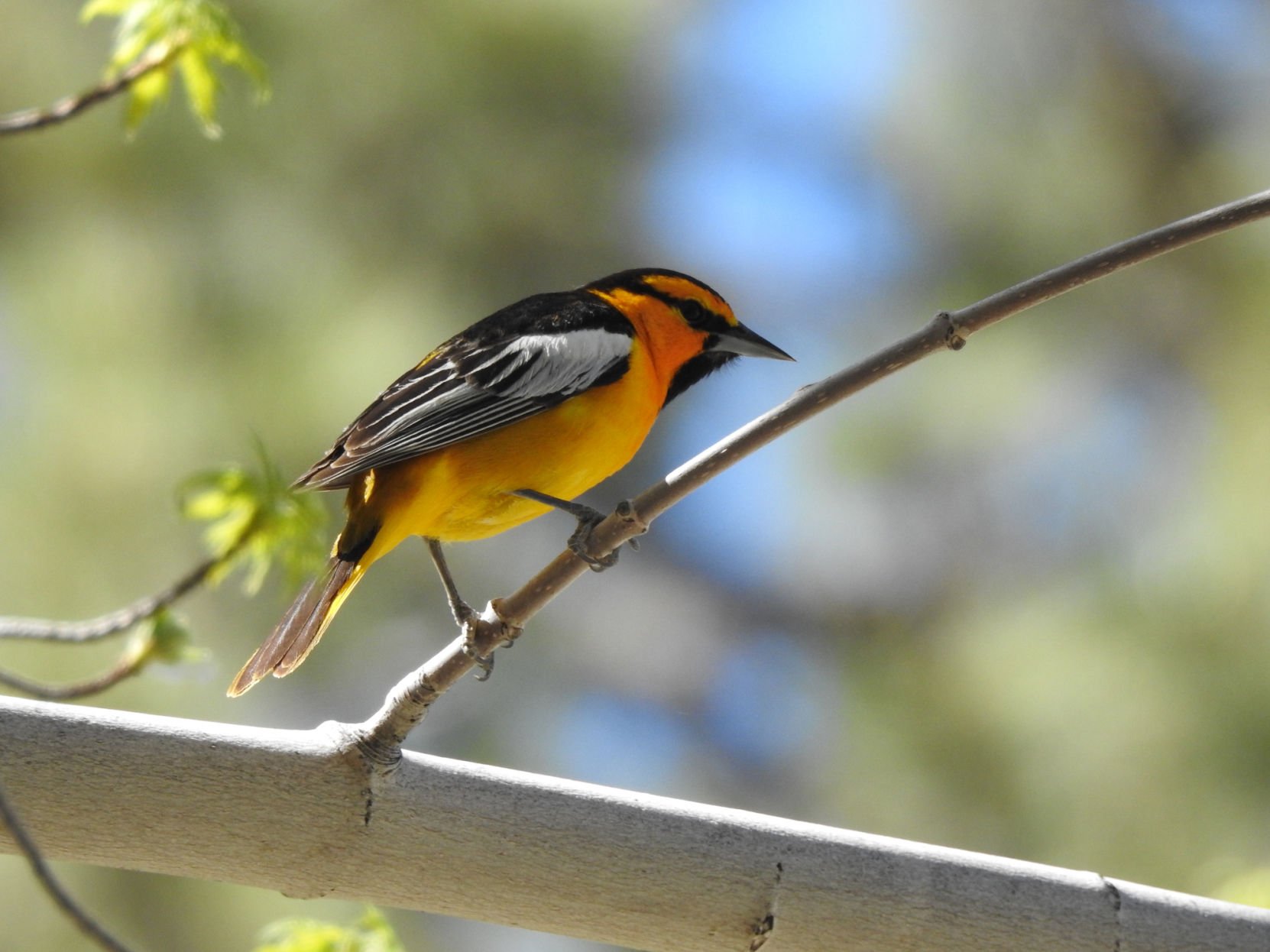 Discover 11 Beautiful Yellow and Black Birds - AZ Animals