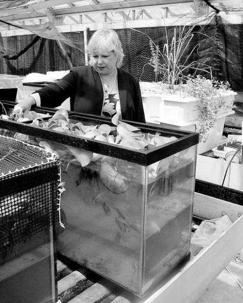 Aquaculture rising as seafood option  