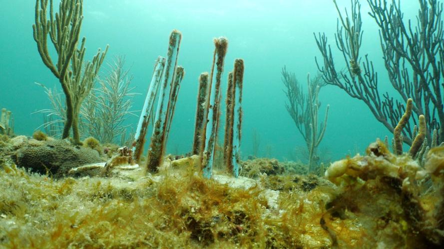 Coral Restoration Biodegradable Straws