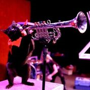 The Amazing Acro-cats Tumble into Tucson