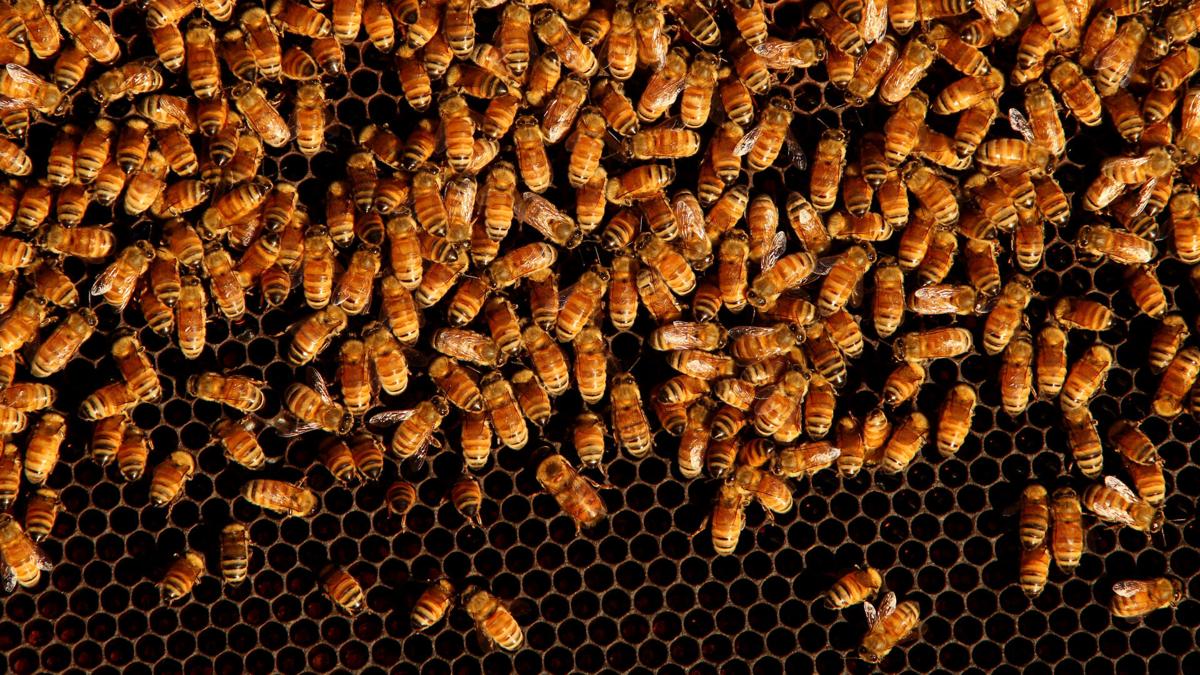 Honeybee Swarms Can Produce as Much Electric Charge as a Storm