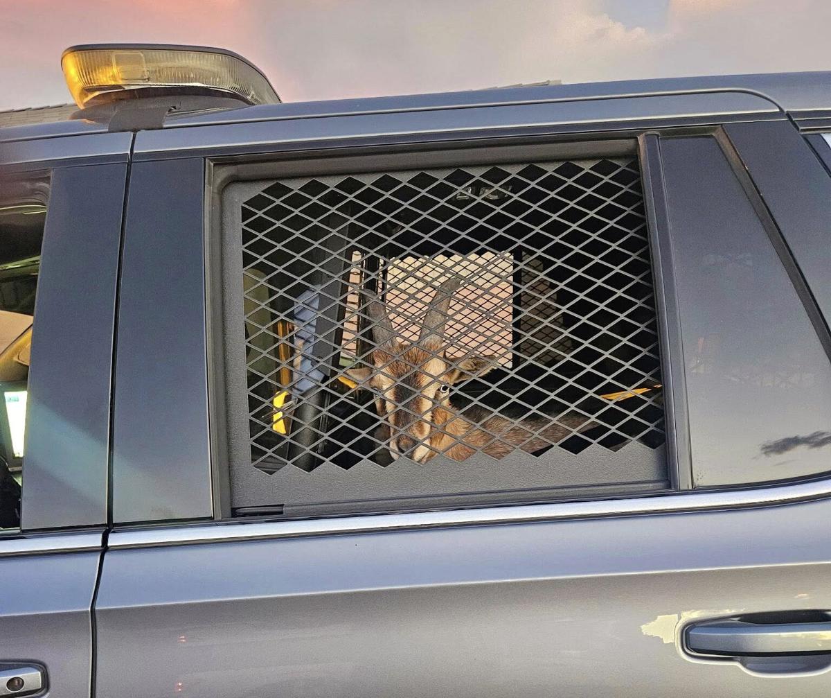 Goats on the lam scooped up in Marana