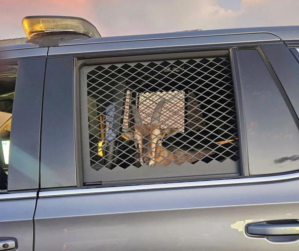 Goats on the lam scooped up in Marana