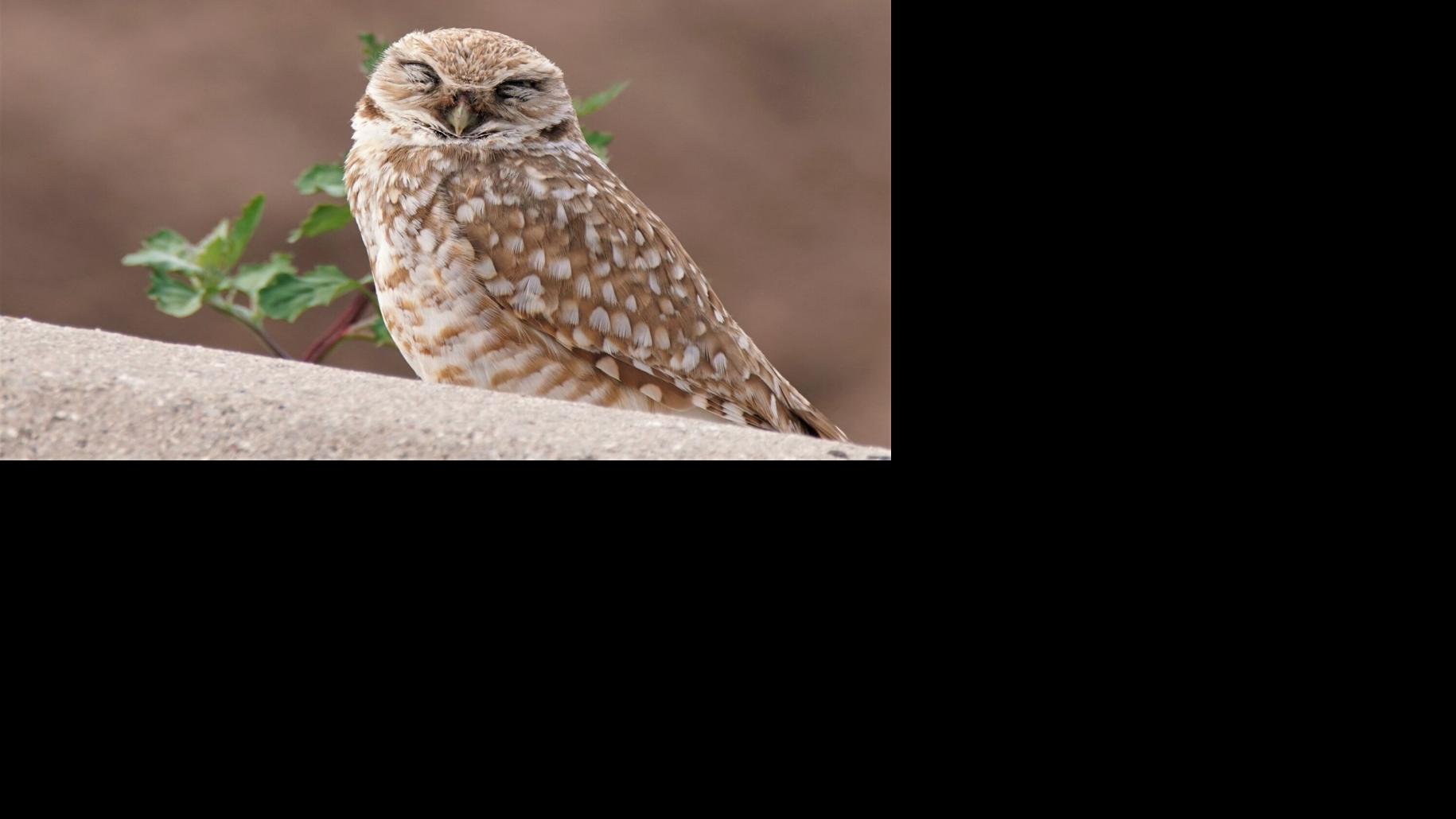 Howdy Birds | Home-and-garden | tucson.com