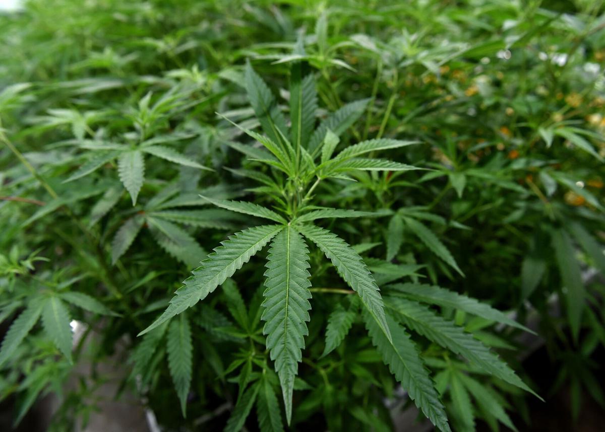 Bad weed leads to recall by Arizona health officials