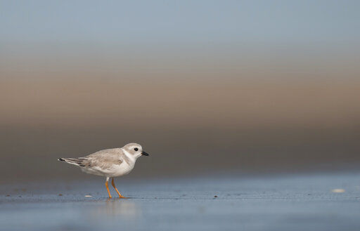 How birdwatchers can help threatened bird populations