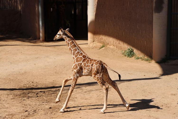 Reid Park Zoo baby giraffe