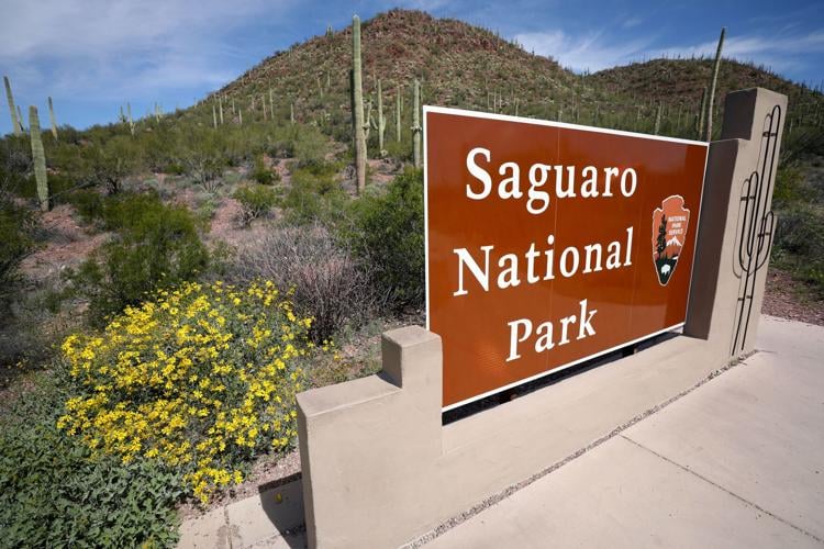 saguaro-visitation