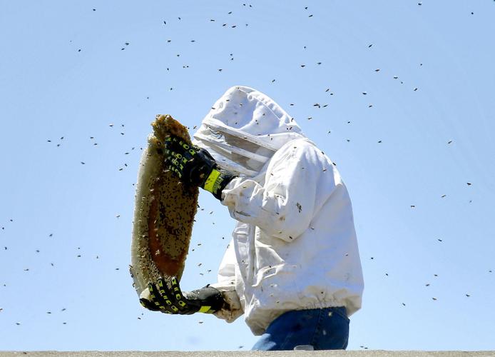 Bee Attacks