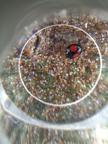 Garden Sage: Pale verde scale insects take on a predator