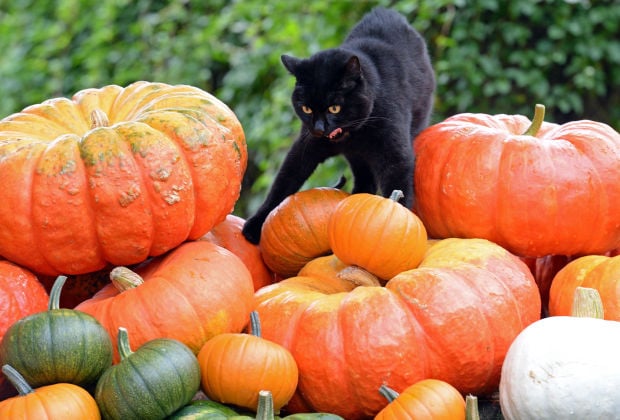 Black cats