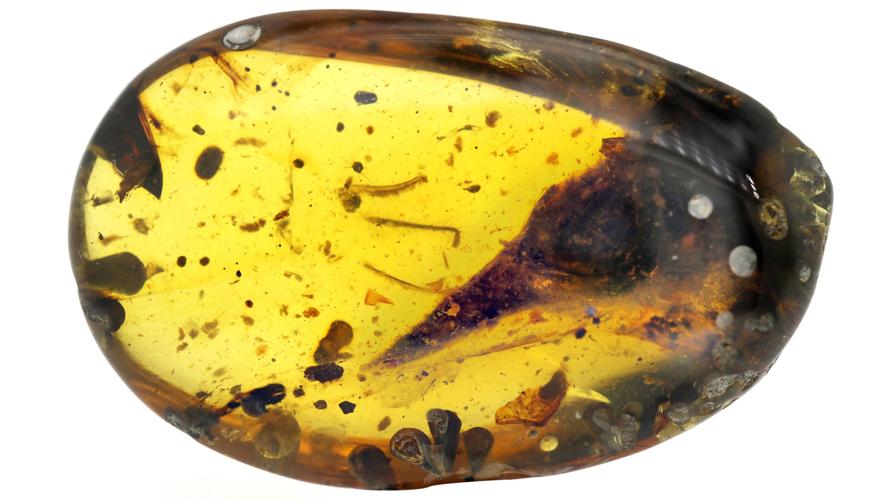 Burmese amber with the skull