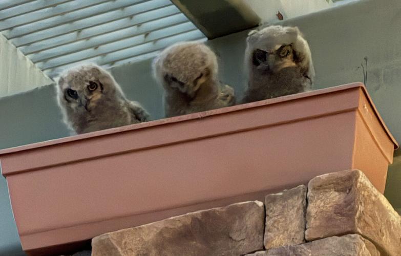 A real hoot: Owl family now calls an Oro Valley bar home