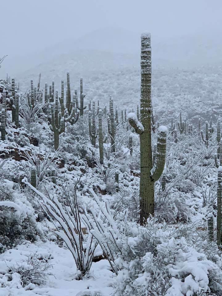 saguaro national park winter