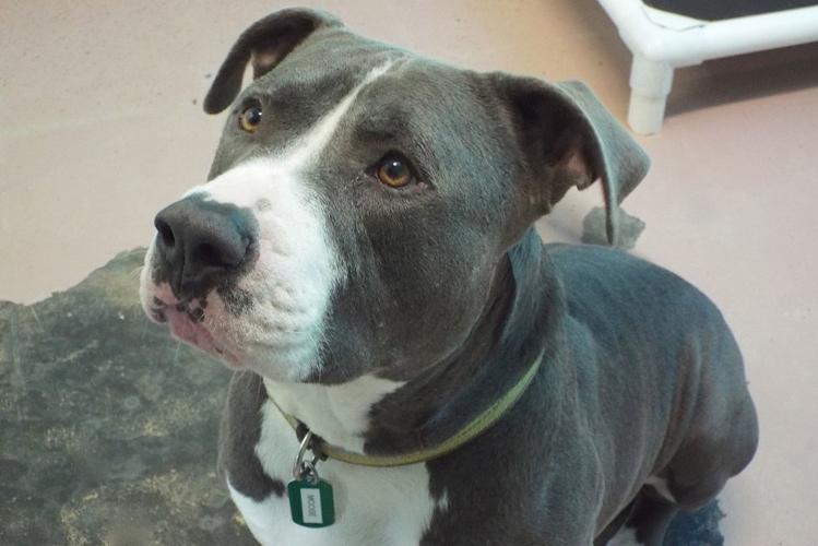 Adopt a friend: Moose