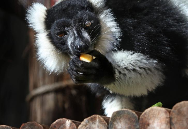Lemurs only come from one place on Earth