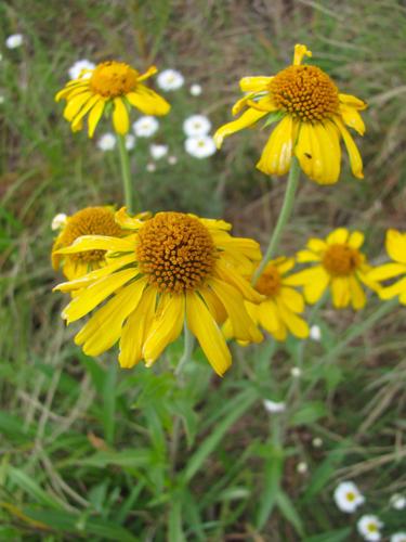 Wildflowers in bloom