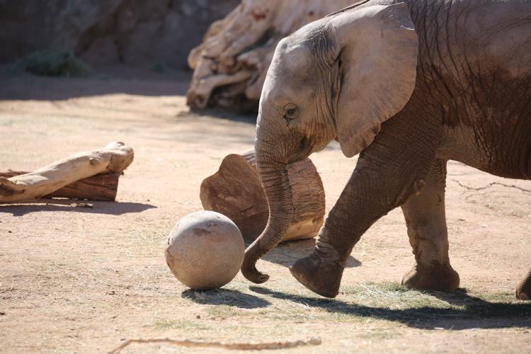 Baby elephant at the zoo frolics with mom