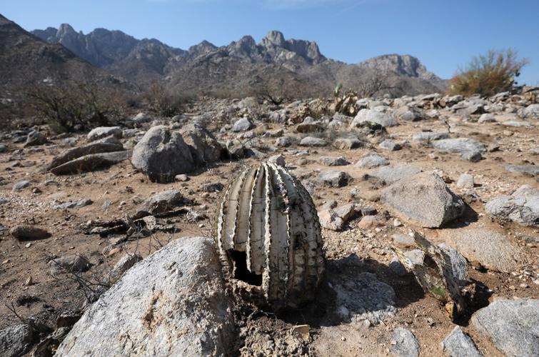Bighorn Fire burn scar study area