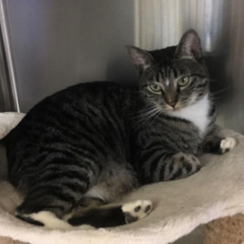 Adopt a friend: Minerva